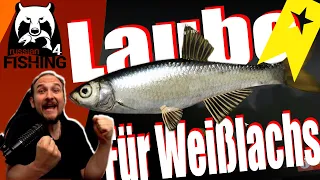 Russian Fishing 4 - Windenbach - Laube als Köderfisch für Weißlachs