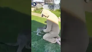 Baby Kangaroo Hops Into Man’s Pouch Costume