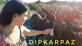 VLOG: Поездка в Dipkarpaz,  Дикие ослики