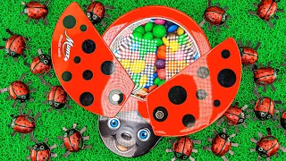 Magic Satisfying Video | Rainbow Soccer Ball & MMs Mixing Candy in Color LadyBug with Spider Slime