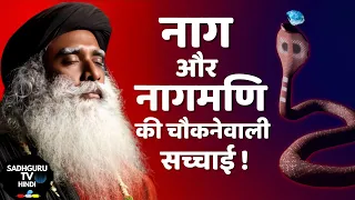 नाग और नागमणि की चौकानेवाली सच्चाई | Sadhguru Hindi | Naag aur Naagmani | Snake Stone Sadhguru