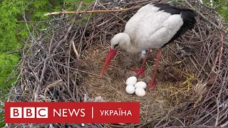 Що відбувається у гнізді лелеки?