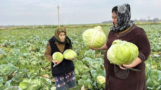 Cabbage Harvest! Making a Delicious Azerbaijani Dolma Recipe