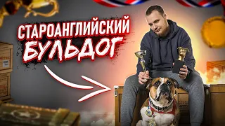 СТАРОАНГЛИЙСКИЙ БУЛЬДОГ| все о породе| личный опыт владения породой