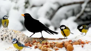 Best for Cats: Little Birds in Winter Wonderland: 10 hours Cat & Dog TV