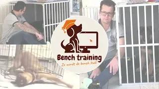 Bench training puppy