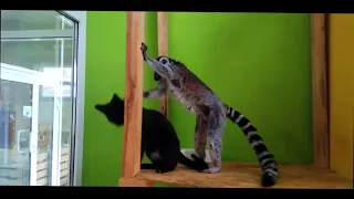 КОТ ПРОТИВ ЛЕМУРА СМЕШНОЕ ПРОТИВОСТОЯНИЕ CAT AGAINST LEMUR FUNNY CONFRONTATION