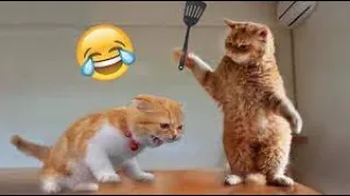 Funny Animals 2024 😺🐶 - New Funniest Cats and Dogs 1