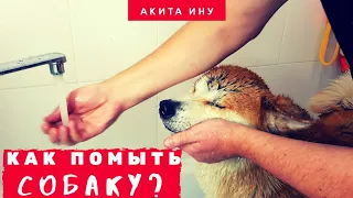 Как ПОМЫТЬ собаку в квартире? | Купание АКИТА ИНУ | Как мыть собаку?