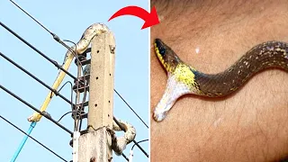 Snake got high voltage electric shock 🐍 #shorts