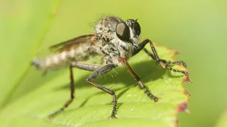 Filming Autumn Insects, as many as I can in 1 hour with my Panasonic GH6