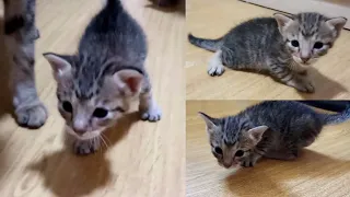 3 Weeks old Kittens learning how to walk!