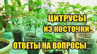 Цитрусы из косточки. Формировка кроны. Ответы на вопросы