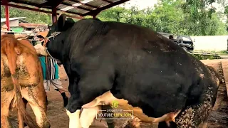 SAPI JUMBO NG4MUK‼️AUTO BIKIN RAME PASAR‼️🔥#viral #setiafarm #sapingamuk #sapigalak #sapi #iduladha