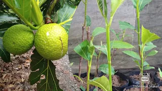 how to grow breadfruit tree from roots&best way to grow dwarf tree/breadfruit tree germination