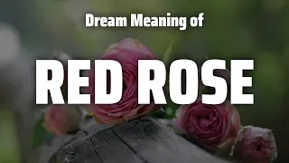 Red Rose Dream Meaning & Symbolism