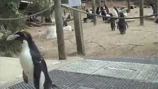 Macaroni Penguins Head To Their Breeding Area - Living Coasts, Torquay, Devon