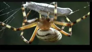 Spider Eats Grasshopper HQ Video