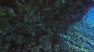 Diving on  the reef Shaab Eshta kebir