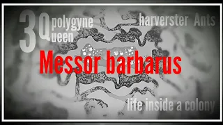 Messor barbarus #6 | 3 Queen colony