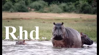 Hippos, Birds, Monkeys, Elephants, Buffaloes.  The dry season. 2018 HD. Documentary.