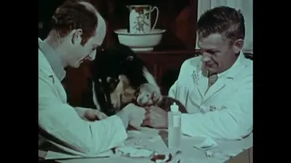 Cyclic Neutropenia  1970s medical teaching film featuring grey collie puppies