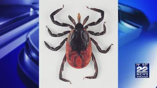 How to stay safe from ticks