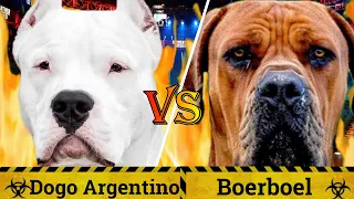 Dogo Argentino vs Boerboel | Boerboel vs Dogo Argentino | Battle between dangerous dogs|Billa Boyka|