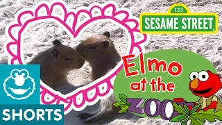 Elmo Loves Animals (Elmo at the Zoo #3)