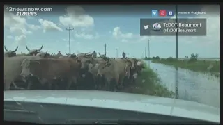 Ranchers drive cattle out of Imelda floodwaters