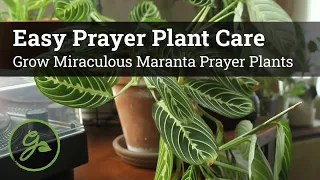 Easy Prayer Plant Care / Grow Miraculous Maranta Prayer Plants