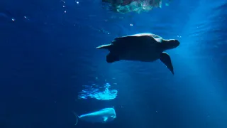 Amazing UnderWater Paradise 4k Video