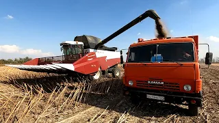 У нас стартовала уборка подсолнечника! Степанович выехал на пробы.