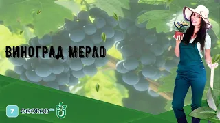 Виноград Мерло