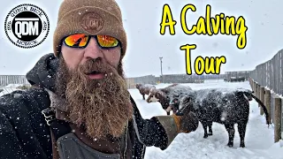 A Calving Tour