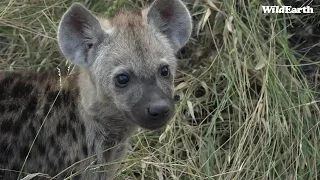 WildEarth - Sunset Safari - 26 February 2022