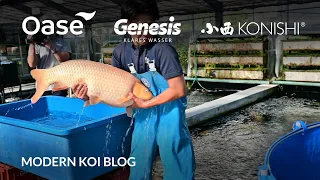 Modern Koi Blog #5632 - Live aus Japan: Die Jumbo Kawarimono aus Sugura