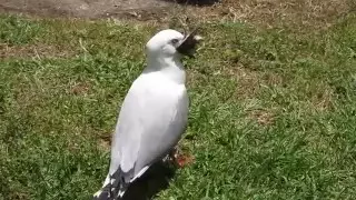 Killer seagull swallows small bird