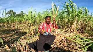 We Are Finally Harvesting Our Whole Sugarcane Plantation For Sale!! // A Day In Life!!