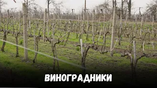 Секрети догляду за виноградом: поради для успішного врожаю