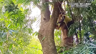 Primitif skill !! Cut down old trees that are starting to rot.