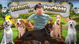 DOG SHORT FILM | RETURN OF POCKETS | BEAGLE - DOBERMAN - LABRADOR | #Funny #Bloopers || MOHAK MEET