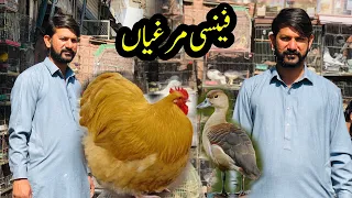 Fancy hens , Ducks , pheasant & pigeons | birds market | Rawalpindi Birds Market