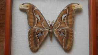 ИЗ МИРА: 14. Attacus atlas (павлиноглазка атлас)