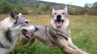 Wolfdog/Chien-loup de Saarloos/Loussia & Laïka (6)