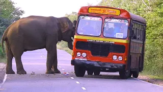 A ferocious elephant eats food from vehicles on the road.