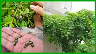 How to Grow Curry Leaves Plant by Seeds || Propagation of Curry Leaves / Kadi Patta with Seeds