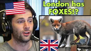 American Reacts to UNBELIEVABLE Facts About the UK