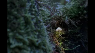 Mushrooms, rain, sleep, and healing in a clear environment