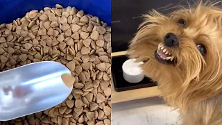 🐶 Dogs Reaction To Food - Funny Animal Reaction Compilation #1 🤣🤣🤣 | Chris Pets